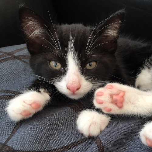 cat_2