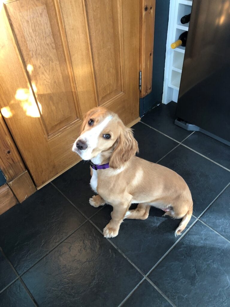 Bella sitting on a tiled floor
