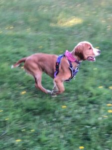 Bella running on grass