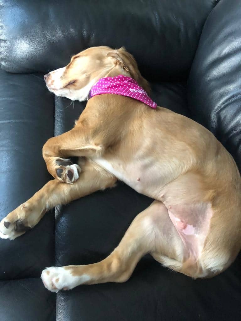 Bella recovered after surgery