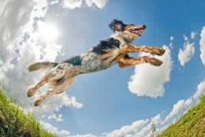 Jumping dog (© Lobke Peers)