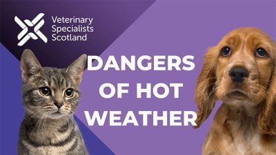 VSS Dangers of hot weather 15.7.22