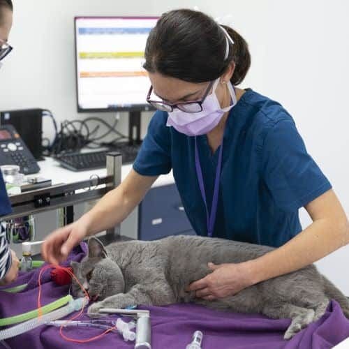 cat being anaesthetised