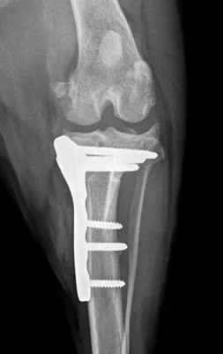TPLO after surgery x-ray