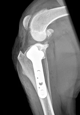 Cruciate disease x-ray