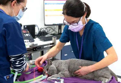 grey cat being anaesthetised