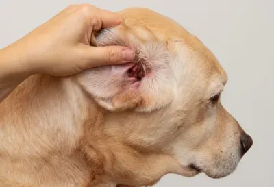 dog's ear being examined
