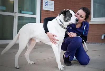 large dog being hugged by a nurse outdoors