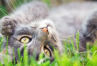 grey cat laying on its back on grass