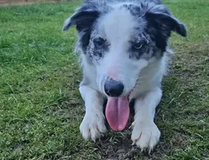 maggie the dog