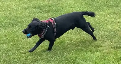 black dog running on grass with a toy ball