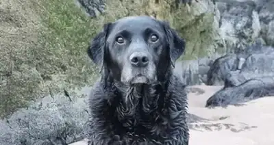 black labrador dog sitting looking directly at the camera