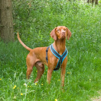 brown dog standing in green meadows