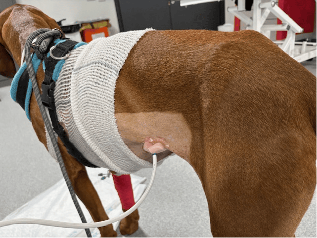 Fred with his feeding tube