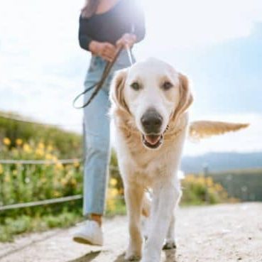 Golden retriever walking